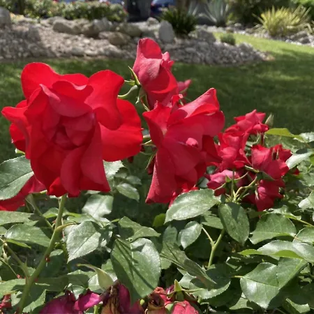 Villa Lisa - La Quiete E Il Profumo Del Mare-2